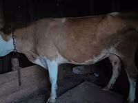 Vaca, Ganado vacuno — foto 4
