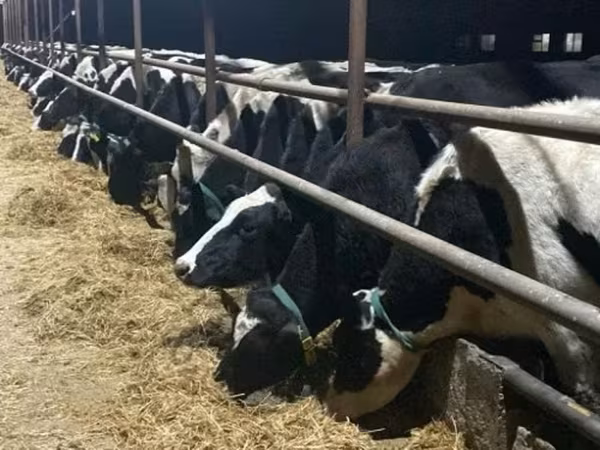 Krowa, Russian Black pied cattle — Rosja
