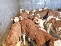 Toro, Ganado vacuno — foto 4