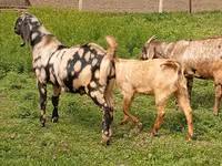 Kozioł, Nubian Goat — zdjęcie 2