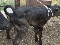 Cow, Russian Black pied cattle — photo 4