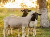 Baran, Dorper sheep — zdjęcie 2