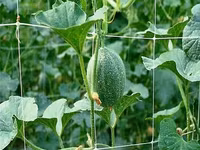 Сетка шпалерная для вьющихся растений.Plasă pentru plante cățărătoare. — photo 3