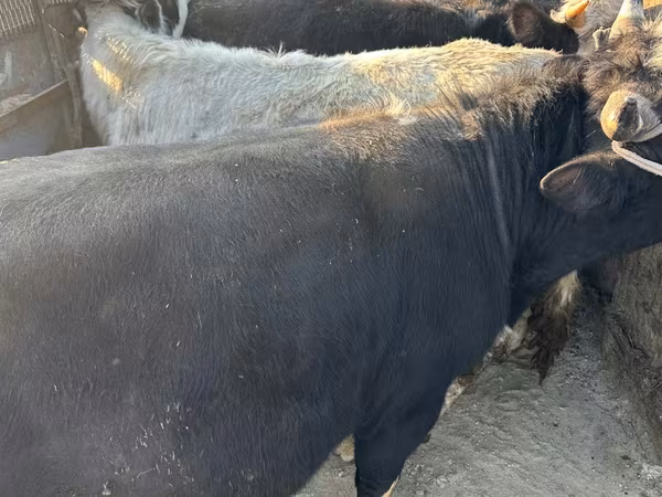 母牛, Cattle