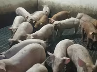 Säue, Schweine — Foto 5