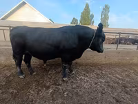 Bull, Aberdeen-Angus — photo 2