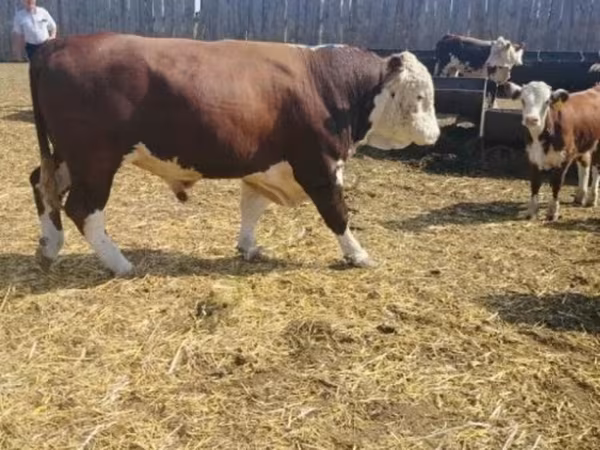Byk, Simmental cattle