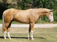 Caballo, Palomino — foto 2