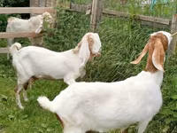 Koza, Nubian Goat — zdjęcie 7