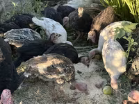 Turkeys — photo 3