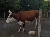 Vaca, Ganado vacuno — foto 1