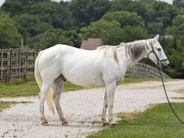 Koń, National Show Horse