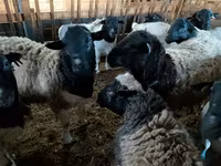 كبش, Precoce sheep — الصورة 3