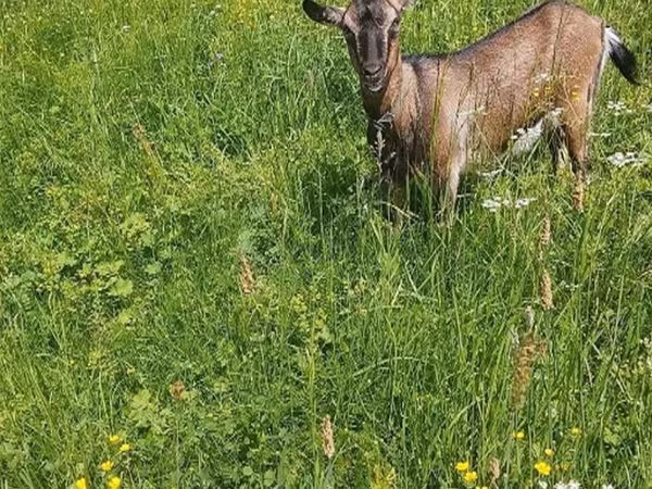 Koza, Kozy — Rosja