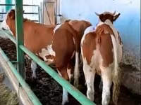 Krowa, Simmental cattle — zdjęcie 1