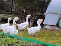 Geese — Foto 1