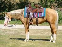 Caballo, Palomino — foto 3