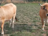 Krowa, Aubrac cattle — zdjęcie 2