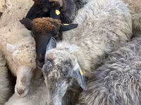 Sheep, Sheep — photo 5
