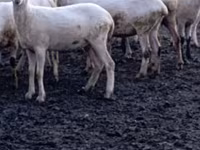 Owca, Tsigai sheep — zdjęcie 5