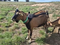 Koza, Alpine goat — zdjęcie 2