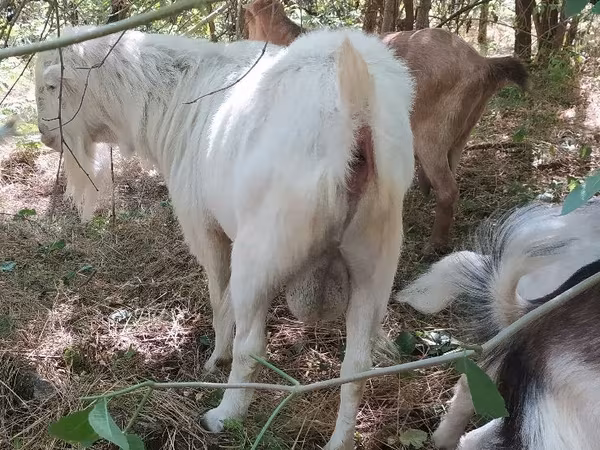 बकरा, LaMancha goats
