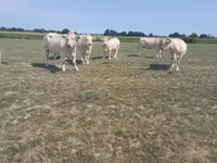 Krowa, Charolais cattle — zdjęcie 1