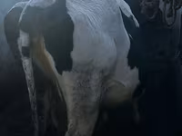 Krowa, Bydło — zdjęcie 3