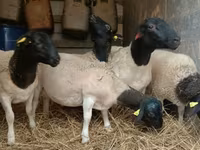 Baran, Dorper sheep — zdjęcie 4