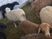 Owca, Owce — zdjęcie 5