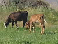 गाय, Red Estonian cattle — फ़ोटो 3