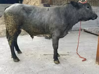 Byk, Belgijska niebieska — zdjęcie 1