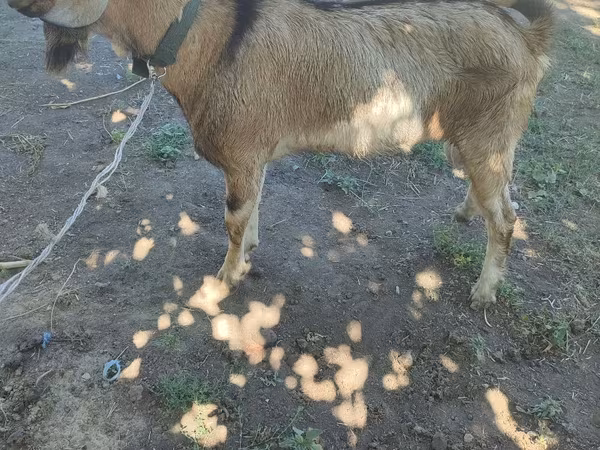 बकरा, बकरियाँ