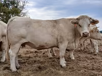 Krowa, Charolais cattle — zdjęcie 2