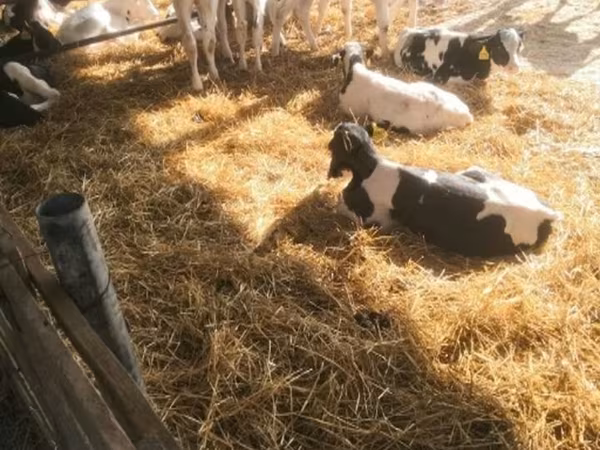 Byk, Swiss cattle