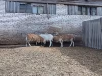 Baran, Katum sheep — zdjęcie 3
