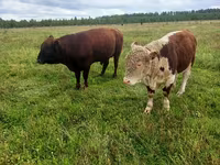 Krowa, Swiss cattle — zdjęcie 2