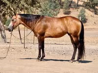 Horse (M), Quarter Horse — photo 1