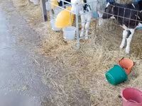 Bulle, Holstein-Rasse — Foto 1