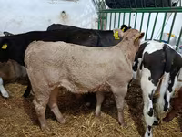 Bull, Cattle — photo 6