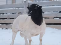 Baran, Dorper sheep — zdjęcie 1