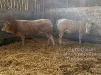 Bull, Blonde d’Aquitane cattle — photo 3