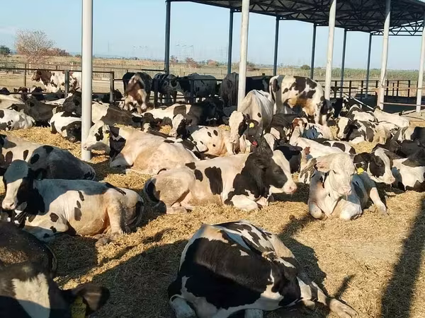 Byk, Swiss cattle — Rosja