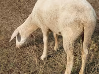 Owca, Merino sheep — zdjęcie 1