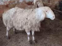 Sheep, West-Siberian mutton sheep — photo 1