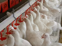 Premixuri pentru păsări şi animale / Премиксы для птиц и животных — photo 3