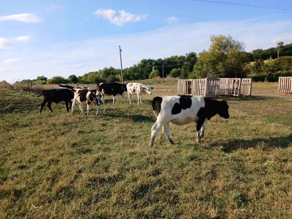 母牛, Cattle