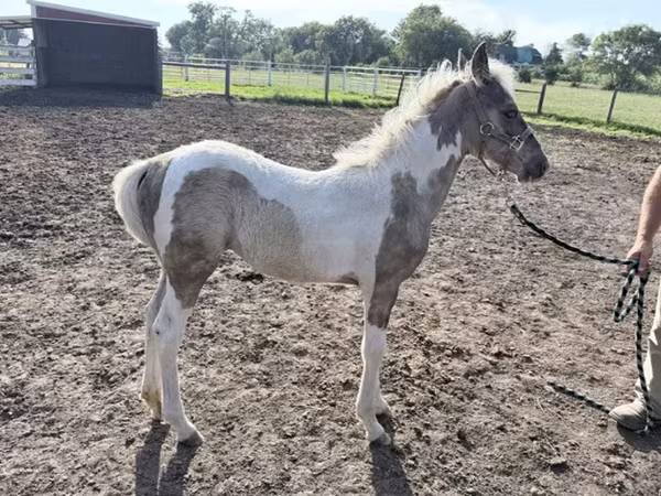 Kobyła, Pinto horses