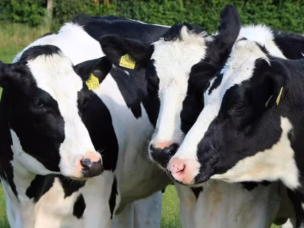 Krowa, Russian Black pied cattle — Rosja