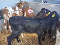 Bull, Cattle — photo 2